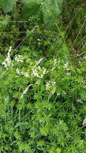 Heath bedstraw(Galium saxatile)