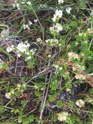Heath bedstraw(Galium saxatile)