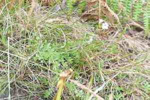 Heath bedstraw(Galium saxatile)