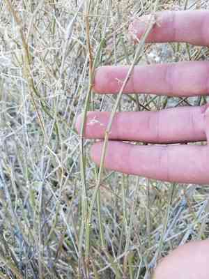 Starry bedstraw(Galium stellatum)