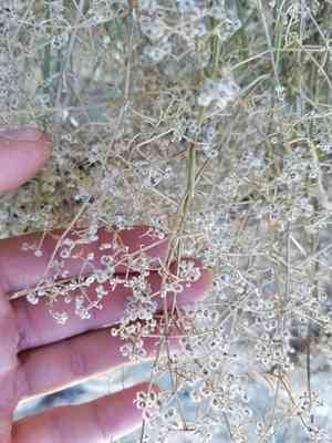 Starry bedstraw(Galium stellatum)