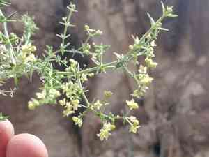 Starry bedstraw(Galium stellatum)