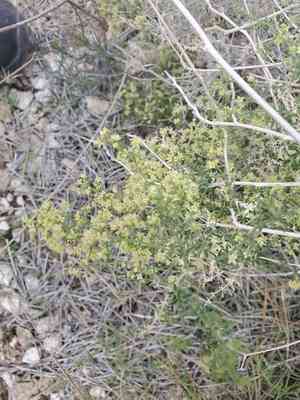 Starry bedstraw(Galium stellatum)