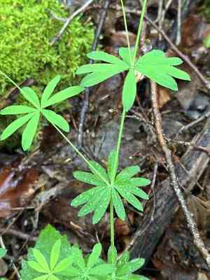 Scotch mist(Galium sylvaticum)