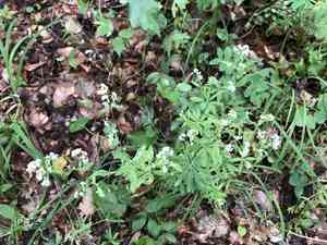 Scotch mist(Galium sylvaticum)
