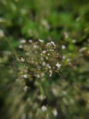 Scotch mist(Galium sylvaticum)