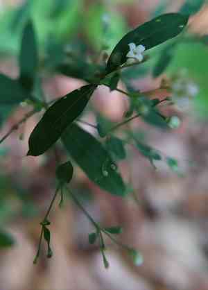 Scotch mist(Galium sylvaticum)