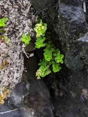 Galium tarokoense(Galium tarokoense)