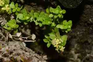 Galium tarokoense(Galium tarokoense)