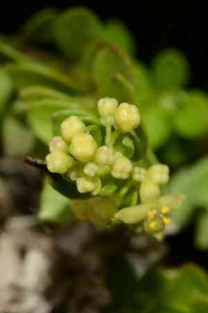 Galium tarokoense(Galium tarokoense)