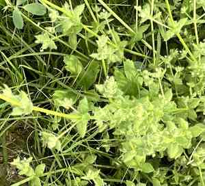 Texas bedstraw(Galium texense)