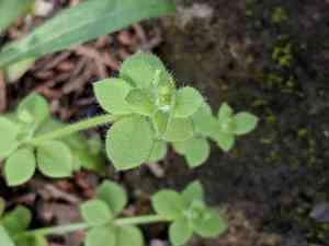 Texas bedstraw(Galium texense)