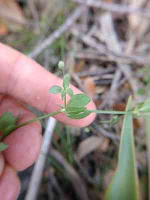 Texas bedstraw(Galium texense)