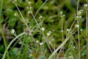 Northern three-lobed bedstraw(Galium trifidum)
