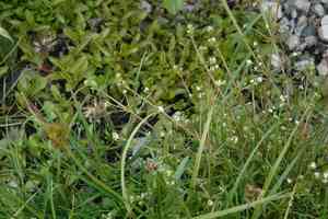 Northern three-lobed bedstraw(Galium trifidum)