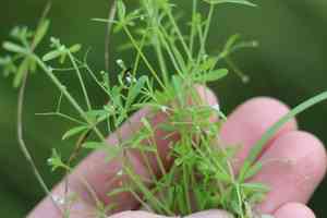 Northern three-lobed bedstraw(Galium trifidum)