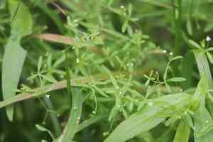 Northern three-lobed bedstraw(Galium trifidum)