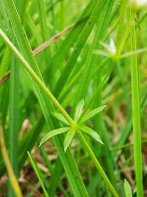 Fen bedstraw(Galium uliginosum)