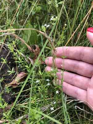 Fen bedstraw(Galium uliginosum)