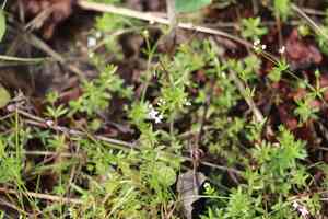 Fen bedstraw(Galium uliginosum)