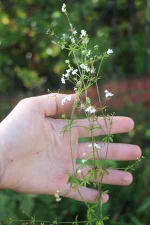 Fen bedstraw(Galium uliginosum)