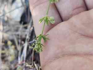 Southern cleavers(Galium verrucosum)