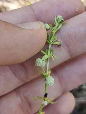 Southern cleavers(Galium verrucosum)