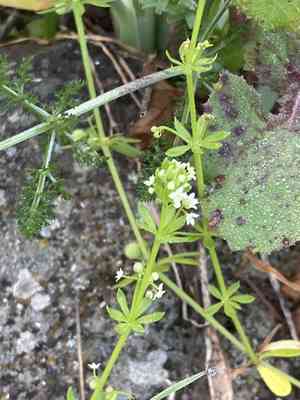 Southern cleavers(Galium verrucosum)