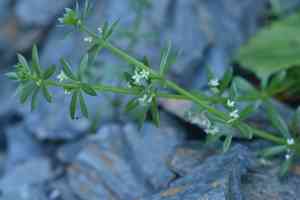 Southern cleavers(Galium verrucosum)