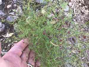 Wright's bedstraw(Galium wrightii)