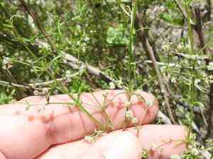 Wright's bedstraw(Galium wrightii)
