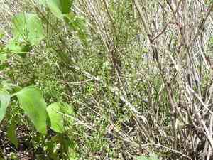Wright's bedstraw(Galium wrightii)