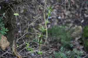 Bedstraws (Galium)(Galium)