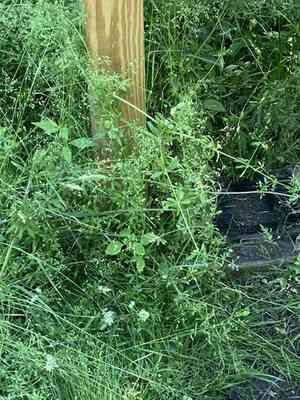 Bedstraws (Galium)(Galium)