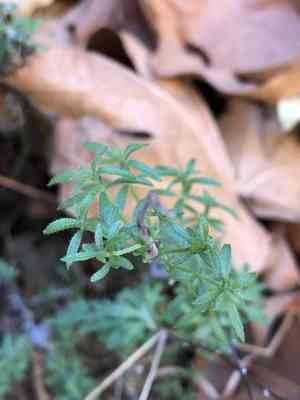 Bedstraws (Galium)(Galium)