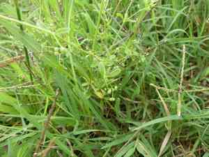 Bedstraws (Galium)(Galium)