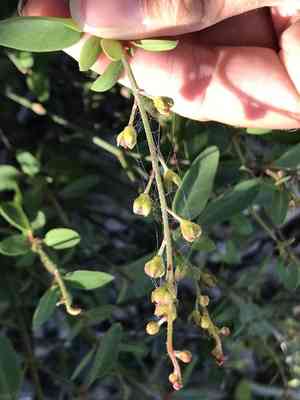 Narrowleaf goldshower(Galphimia angustifolia)