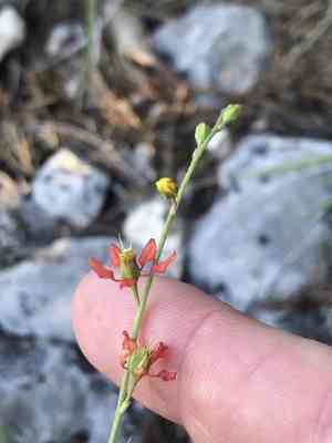 Narrowleaf goldshower(Galphimia angustifolia)