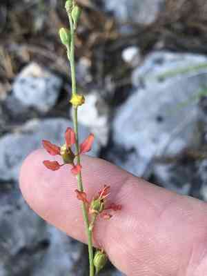 Narrowleaf goldshower(Galphimia angustifolia)