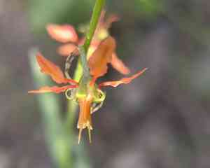 Narrowleaf goldshower(Galphimia angustifolia)