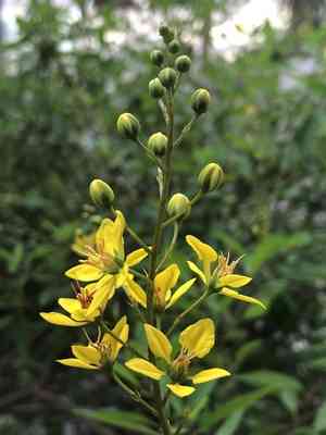 Slender goldshower(Galphimia gracilis)