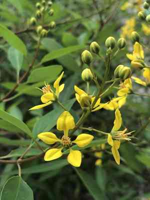 Slender goldshower(Galphimia gracilis)