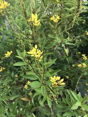 Slender goldshower(Galphimia gracilis)