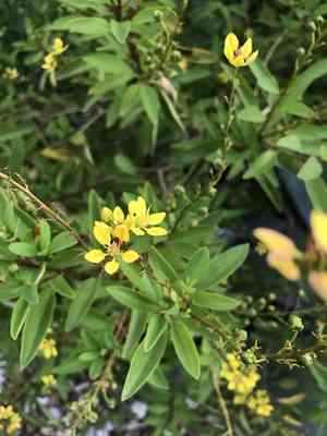 Slender goldshower(Galphimia gracilis)