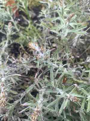 Narrowleaf purple everlasting(Gamochaeta calviceps)