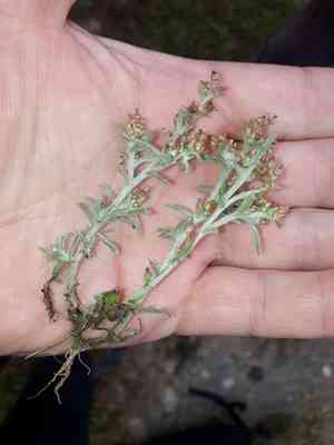 Narrowleaf purple everlasting(Gamochaeta calviceps)