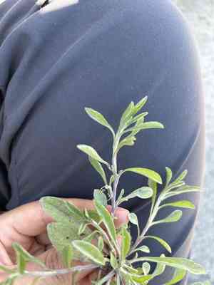 Narrowleaf purple everlasting(Gamochaeta calviceps)