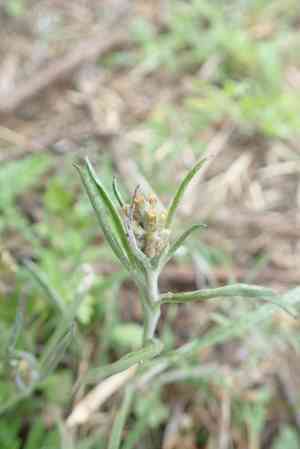 Narrowleaf purple everlasting(Gamochaeta calviceps)