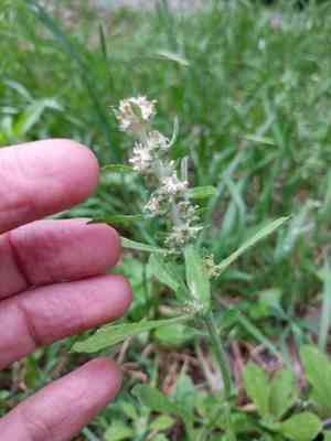 Pennsylvania everlasting(Gamochaeta pensylvanica)