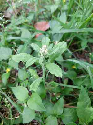 Pennsylvania everlasting(Gamochaeta pensylvanica)